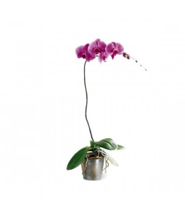 L'orchidée Lavande